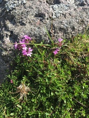 Thymus praecox britannicus