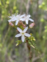 Calytrix tetragona