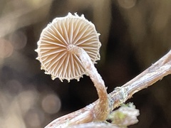 Deconica crobula