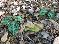 Trillium reliquum