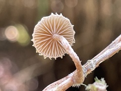 Deconica crobula