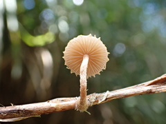 Deconica crobula