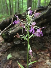 Platanthera grandiflora