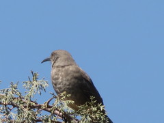 Toxostoma curvirostre