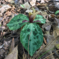 Trillium reliquum