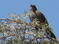 Toxostoma curvirostre