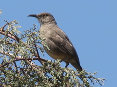 Toxostoma curvirostre