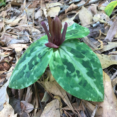 Trillium reliquum