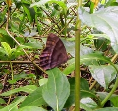 Taygetis thamyra
