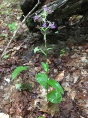 Platanthera grandiflora