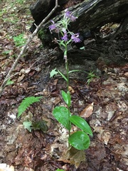 Platanthera grandiflora