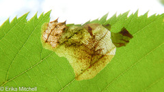 Cameraria betulivora