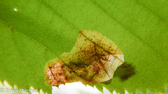 Cameraria betulivora