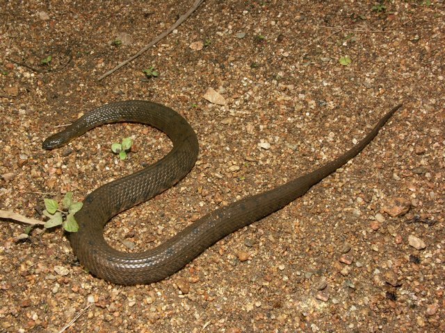 African Brown Water Snakes