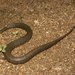 African Brown Water Snake - Photo (c) Václav Gvoždík, some rights reserved (CC BY-SA)
