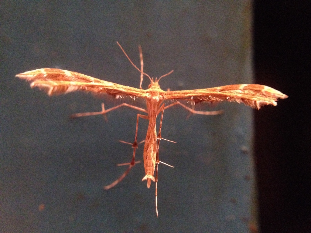 Crombrugghia tristis