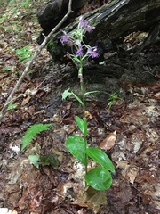 Platanthera grandiflora