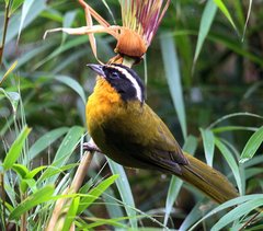 Kleinothraupis atropileus