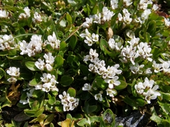 Cardamine bellidifolia alpina