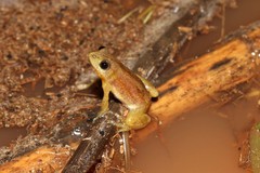 Afrixalus septentrionalis