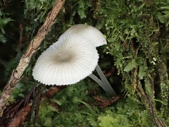 Mycena rhenana