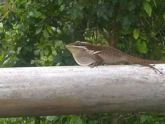 Anolis chlorocyanus
