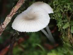 Mycena rhenana