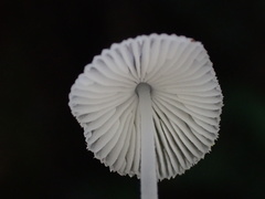 Mycena rhenana