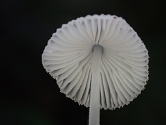 Mycena rhenana