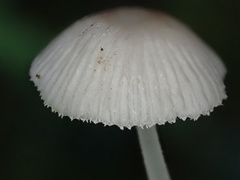 Mycena rhenana
