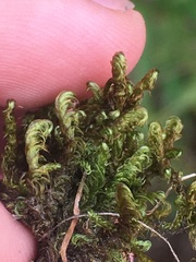 Campylium bambergeri