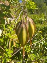 Epidendrum wrightii