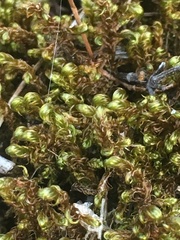 Campylium bambergeri