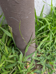 Digitaria sanguinalis