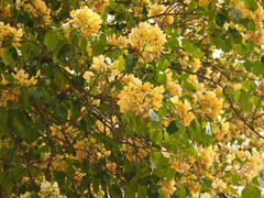 Crateva unilocularis
