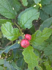 Cordia lima