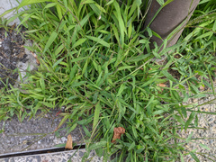 Digitaria sanguinalis