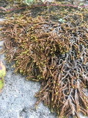 Campylium bambergeri