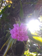 Elleanthus cephalotus