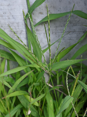 Digitaria sanguinalis