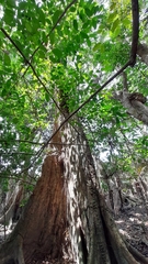 Pterocarpus officinalis