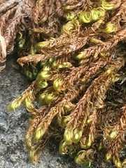 Campylium bambergeri