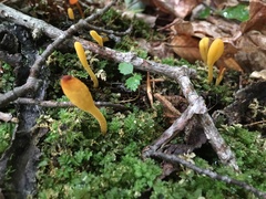 Microglossum rufum