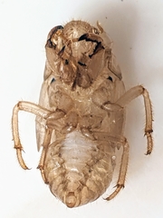 Diceroprocta viridifascia image