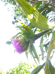 Elleanthus cephalotus