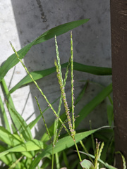 Digitaria sanguinalis