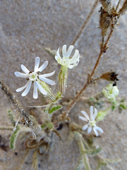 Silene nicaeensis