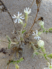 Silene nicaeensis