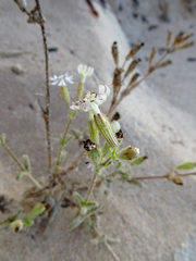 Silene nicaeensis