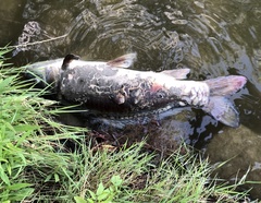 Cyprinus carpio carpio